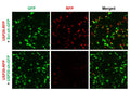 h/m USP20 shRNA Lentivirus – Figure 1 of 2
