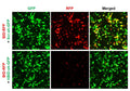 Human BID shRNA Lentivirus – Figure 1