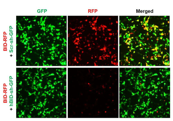Human BID shRNA Lentivirus – Figure 1