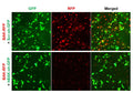 Human BAK shRNA Lentivirus – Figure 1