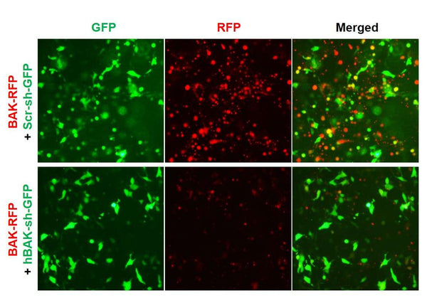 Human BAK shRNA Lentivirus – Figure 1