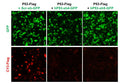 h/m P53 shRNA Lentivirus – Figure 1 of 2