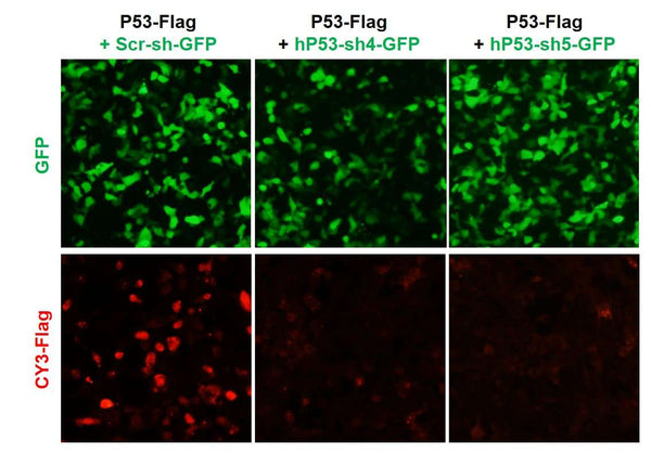 h/m P53 shRNA Lentivirus – Figure 1 of 2