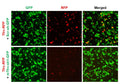 Mouse Tfrc shRNA Lentivirus – Figure 1
