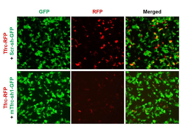 Mouse Tfrc shRNA Lentivirus – Figure 1