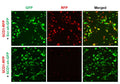 Human/Mouse SCD1 shRNA Lentivirus – Figure 1