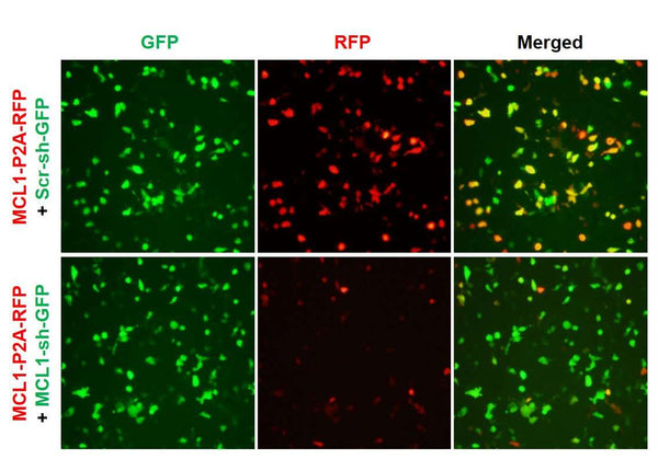 h/m MCL1 shRNA Lentivirus – Figure 1 of 2