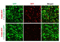 Human PUMA shRNA Lentivirus – Figure 1