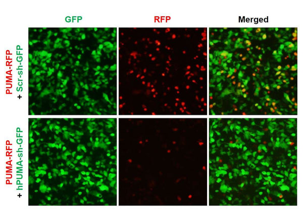 Human PUMA shRNA Lentivirus – Figure 1