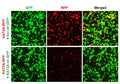h/m KAT2A shRNA Lentivirus – Figure 1