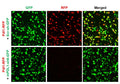 Mouse PDL1 shRNA Lentivirus – Figure 1