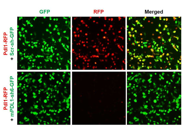 Mouse PDL1 shRNA Lentivirus – Figure 1