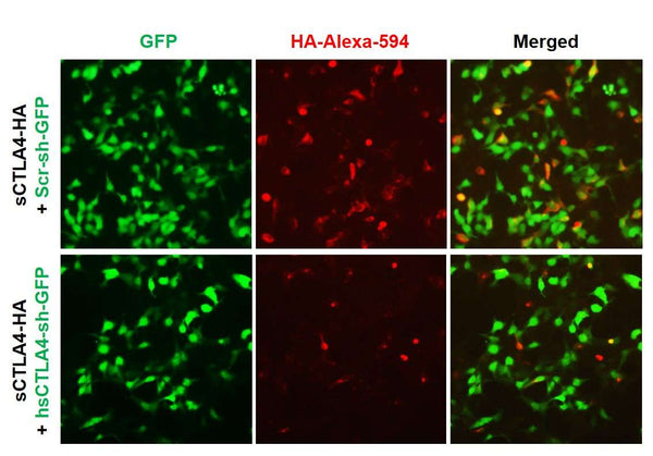 Human sCTLA4 shRNA Lentivirus – Figure 1