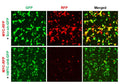 Human MYC shRNA Lentivirus – Figure 1