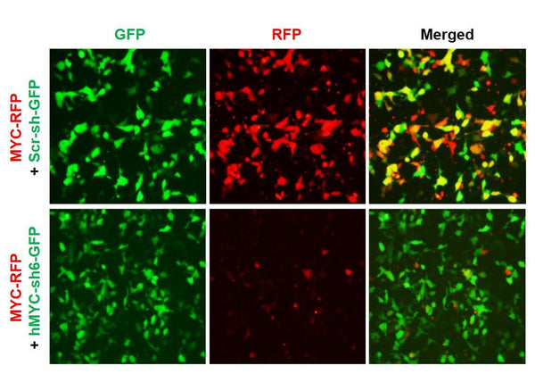 Human MYC shRNA Lentivirus – Figure 1