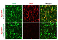 Mouse Myc shRNA Lentivirus – Figure 1