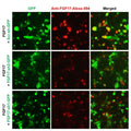 h/m FGF17 shRNA Lentivirus – Figure 1 of 2