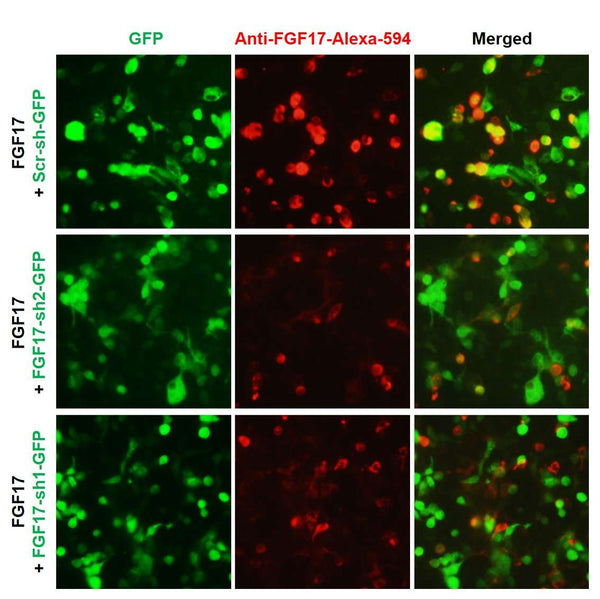h/m FGF17 shRNA Lentivirus – Figure 1 of 2