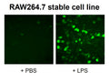 NF-κB Reporter Lentivirus – Figure 1 of 14