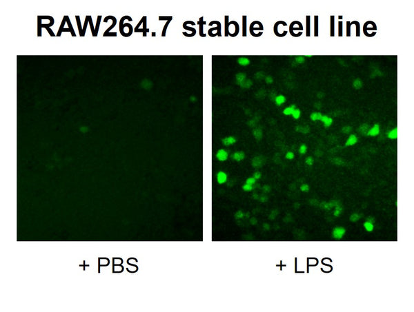 NF-κB Reporter Lentivirus – Figure 1 of 14