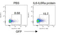 STAT3 Reporter Lentivirus – Figure 1 of 3