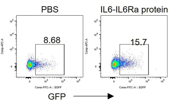 STAT3 Reporter Lentivirus – Figure 1 of 3