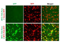 c-MYC Reporter Lentivirus – Figure 1 of 10