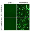 NOTCH Reporter Lentivirus – Figure 1 of 9