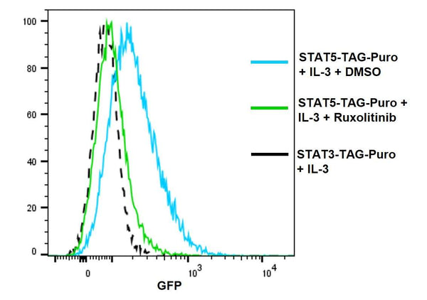 STAT5 Reporter Lentivirus – Figure 1 of 3