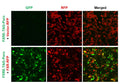 FXRE Reporter Lentivirus – Figure 1 of 3