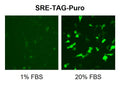 SRE Reporter Lentivirus – Figure 1 of 5