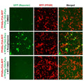 PPAR-gamma Reporter Lentivirus – Figure 1 of 10