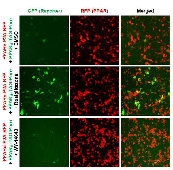 PPAR-gamma Reporter Lentivirus – Figure 1 of 10