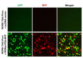 RORE Reporter Lentivirus – Figure 1 of 4