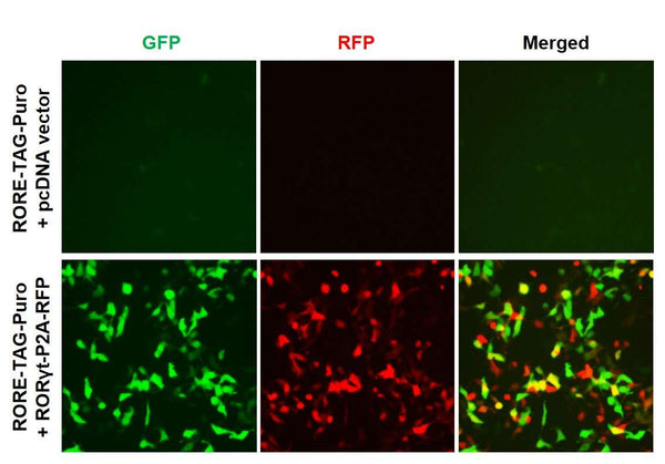 RORE Reporter Lentivirus – Figure 1 of 4