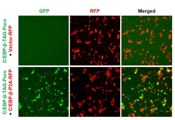 C/EBP-β Reporter Lentivirus – Figure 1 of 6