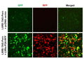 LXRE Reporter Lentivirus (LXR) – Figure 1 of 4