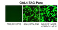 GAL4 Reporter Lentivirus – Figure 1 of 4