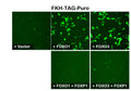 FKH Reporter Lentivirus – Figure 1 of 4