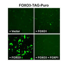 FOXO3 Reporter Lentivirus – Figure 1 of 5
