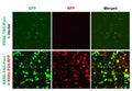 RXRE/DR1 Reporter Lentivirus – Figure 1 of 4