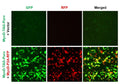 MyoD Reporter Lentivirus – Figure 1 of 4