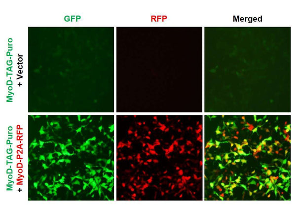 MyoD Reporter Lentivirus – Figure 1 of 4