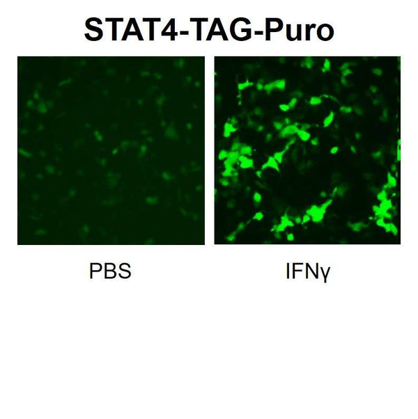 STAT4 Reporter Lentivirus – Figure 1 of 5