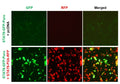 STAT6 Reporter Lentivirus – Figure 1 of 4
