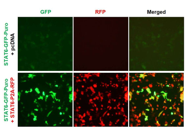 STAT6 Reporter Lentivirus – Figure 1 of 4