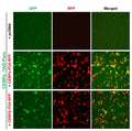 C/EBP-α Reporter Lentivirus – Figure 1