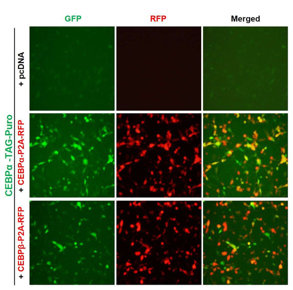 C/EBP-α Reporter Lentivirus – Figure 1