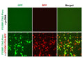 FOXM1 Reporter Lentivirus – Figure 1 of 4