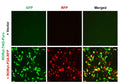 RORγt Reporter Lentivirus – Figure 1 of 4